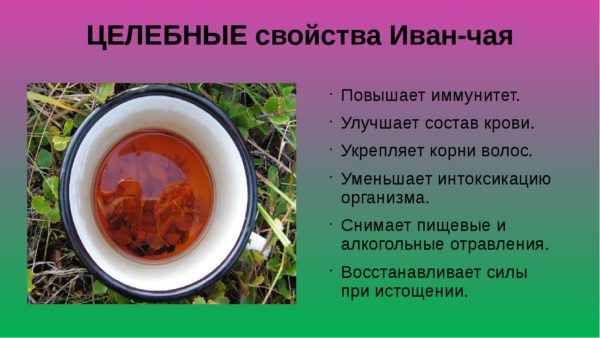 Целебные свойства Иван-чая